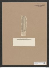 Navicula sp. (de-Toni-Nr.: Genus 1) Zeichnungen Sammlung Grunow Nr. 1352 (NHMW-BOT-W0368291)